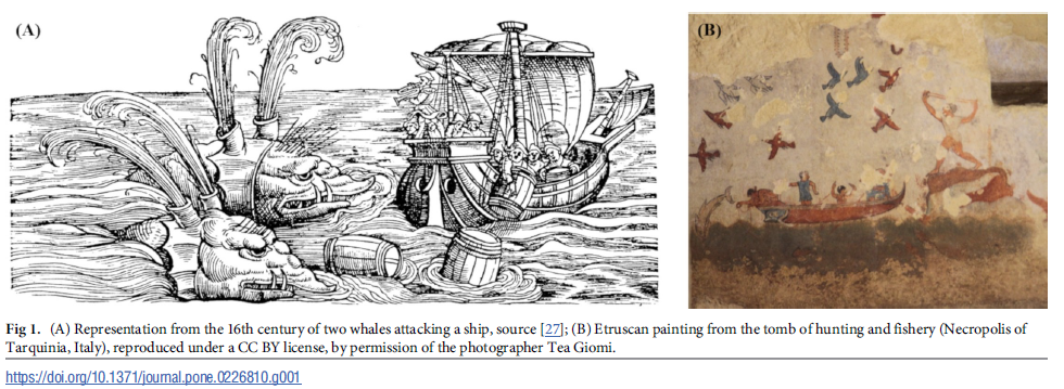 From Table to Tour Boat: How Our Perception of Large Marine Animals Has Changed Over Time