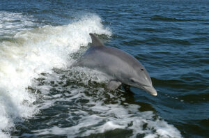 Sarasota Bay, FL has about 150 year-round resident dolphins that stick to the local area. Certain individual dolphins can be identified within their pod by photographic ID of their dorsal fins which can have unique markings on them.