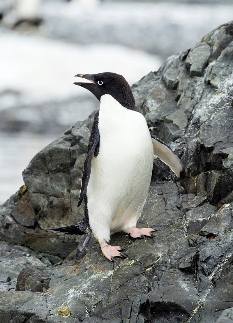 Antarctic Sea Ice – What do Adélie Penguins have to do with it?
