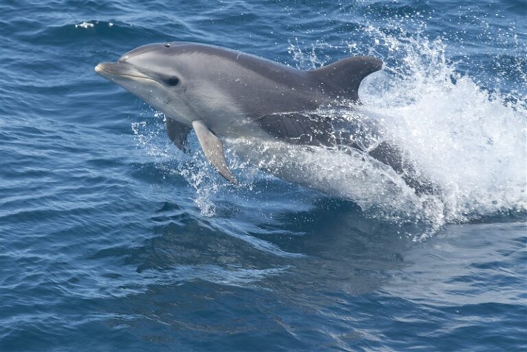 Life of the Party: Dolphin Personalities and Social Structures – oceanbites