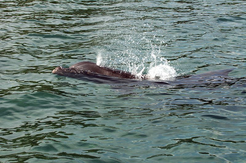 Sneeze, Cough, Chuff: Respiratory Irritation in Dolphins