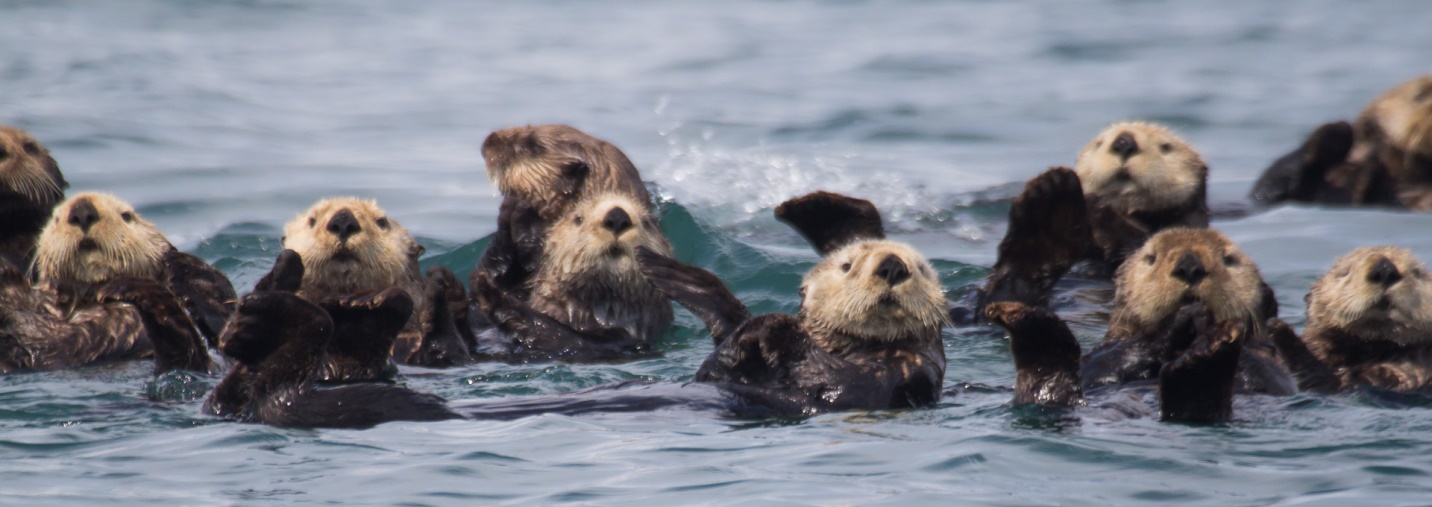 Pros and cons of conservation: how rebounding sea otter populations
