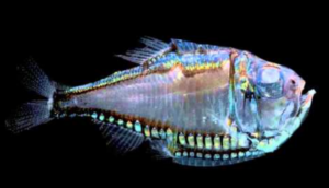 A Deep Water Dimmer Switch: How Fish Use Light as Camouflage – oceanbites