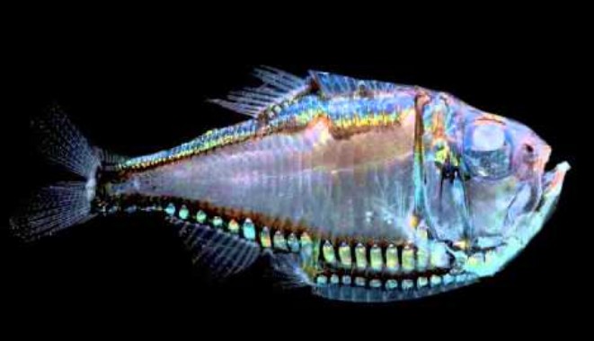 A Deep Water Dimmer Switch: How Fish Use Light as Camouflage