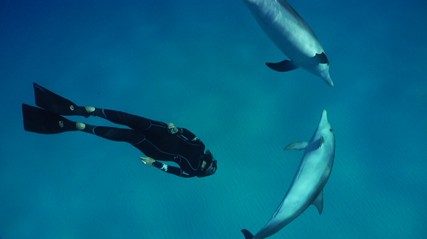 How Smart Are Dolphins Really? A Ranking of Dolphins Against Other Animals  — Best Life