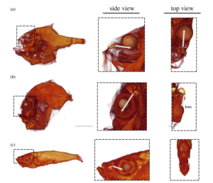 Three images of fish in the Davis et al. study. Arrows show the direction of light from the photophores, moving towards the fish’s eyes. 