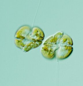 These tiny phytoplankton named Karenia brevis are generally harmless on their own. However, when they’re present in large numbers, an event called a ‘bloom’, they can cause quite a few problems.