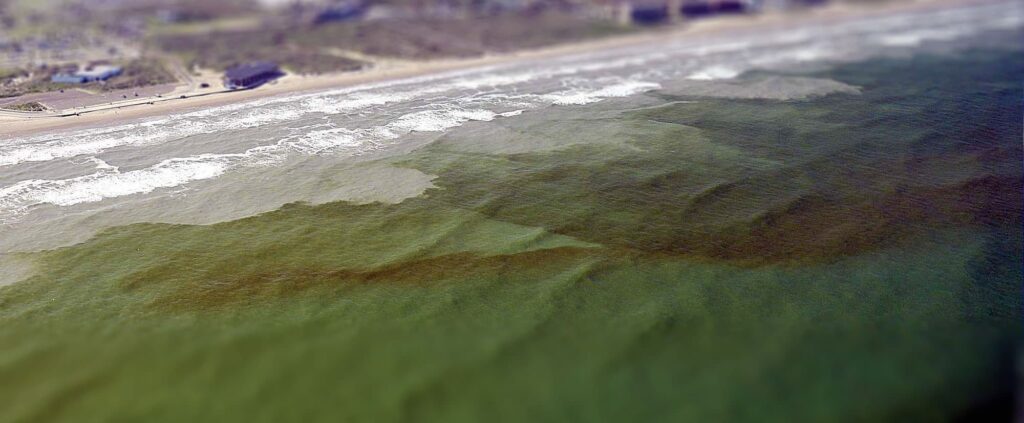 Red tides occur almost annually along the coast of western Florida. What causes the red coloration of the water are the ‘blooms’ of a phytoplankton species called Karenia brevis. Sarasota Bay, FL has frequent severe blooms, and there are multiple harmful algal bloom monitoring and research programs to keep track.