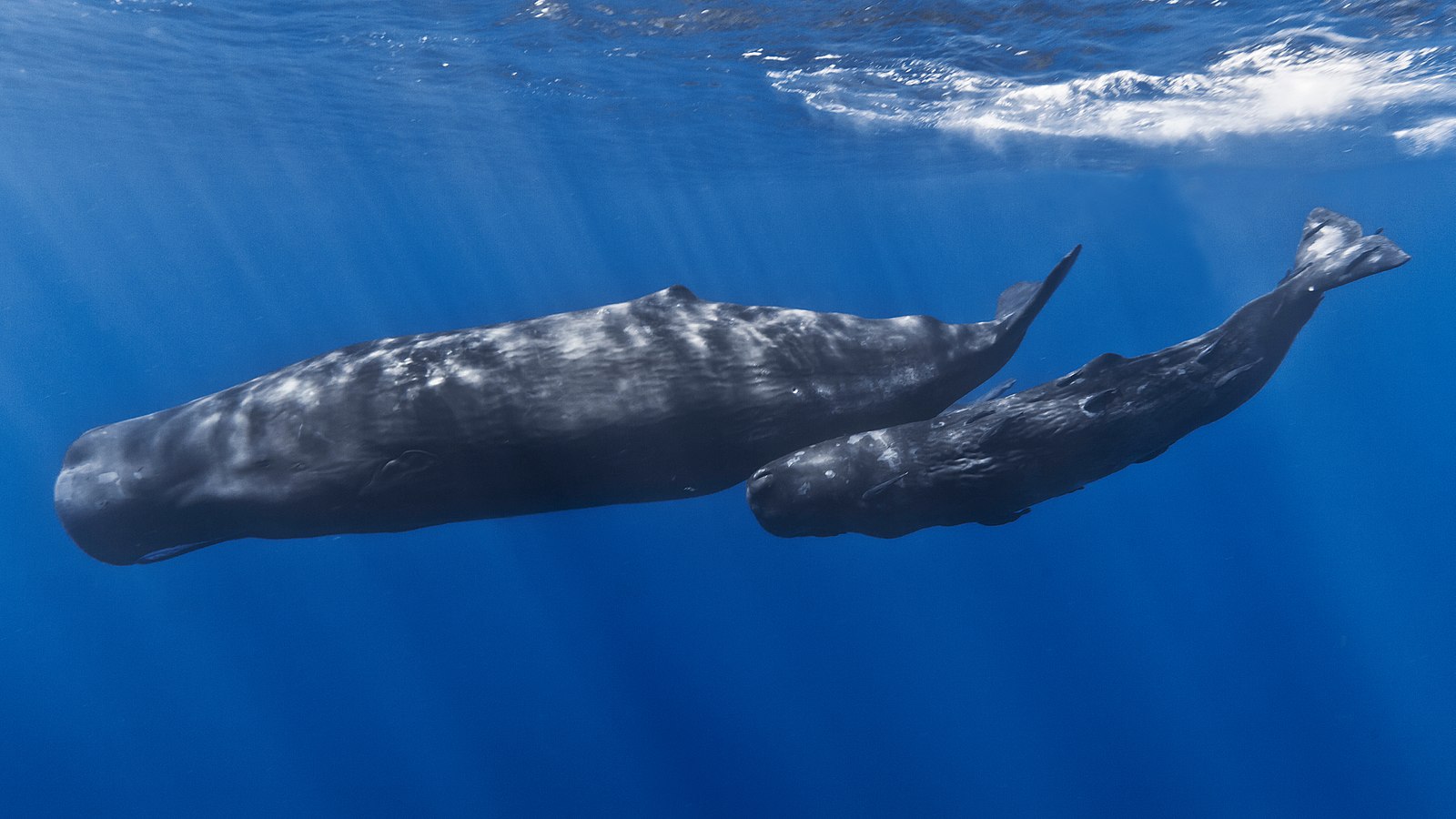 The view from a sperm whale’s nose