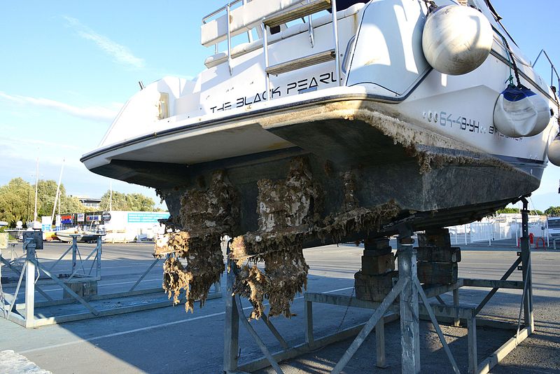 A boat pulled out f the water and standing on land exposing the propellers and hull which are covered in various fouling organisms.