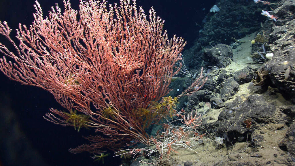 Bottom trawling may irreparably damage seamount habitats oceanbites