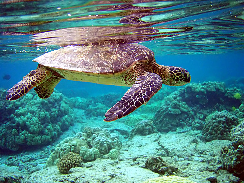 The Age-Old Question about Sea Turtles