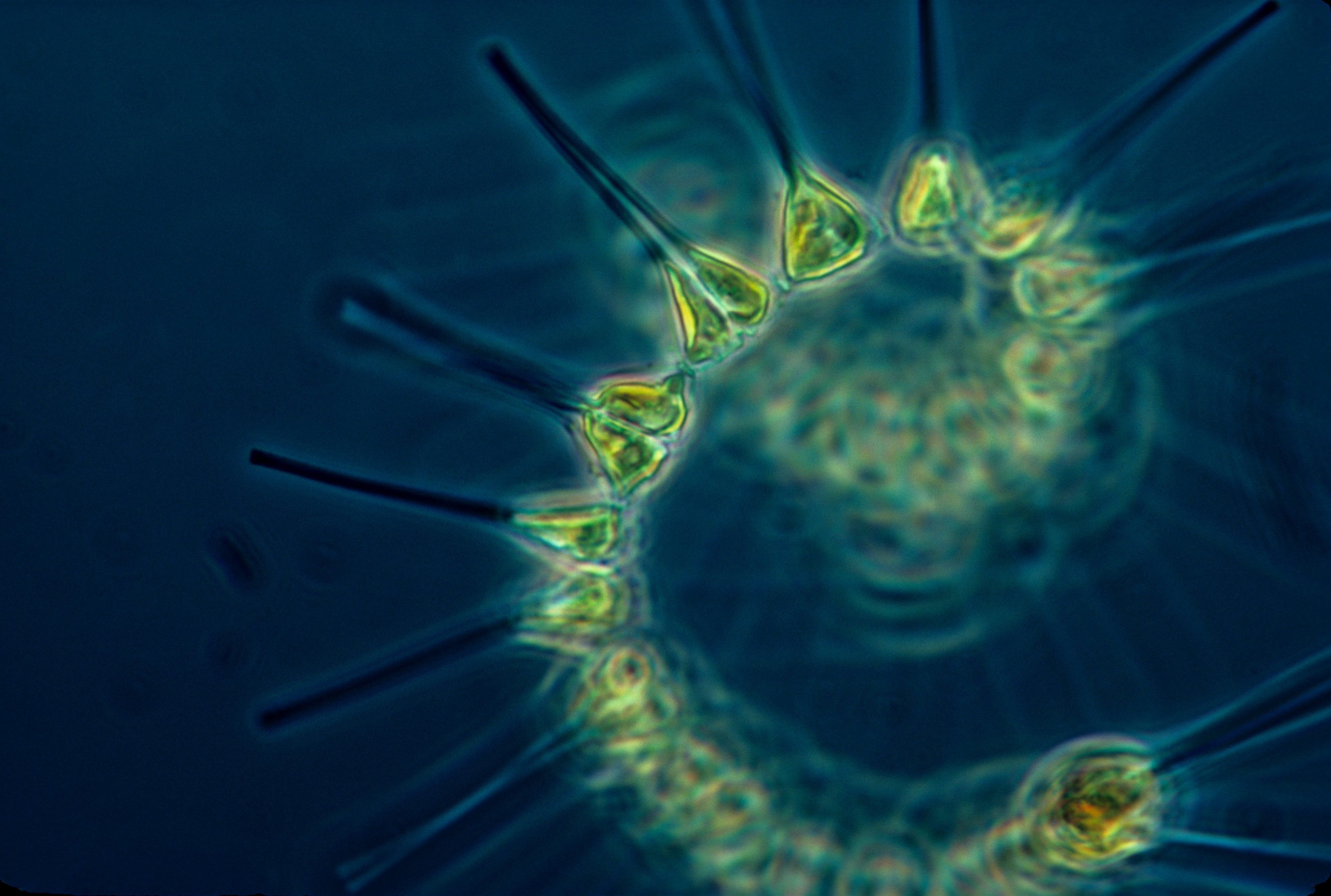 If you can’t stand the heat, get out of the kitchen: An analysis of phytoplankton with changing ocean temperature