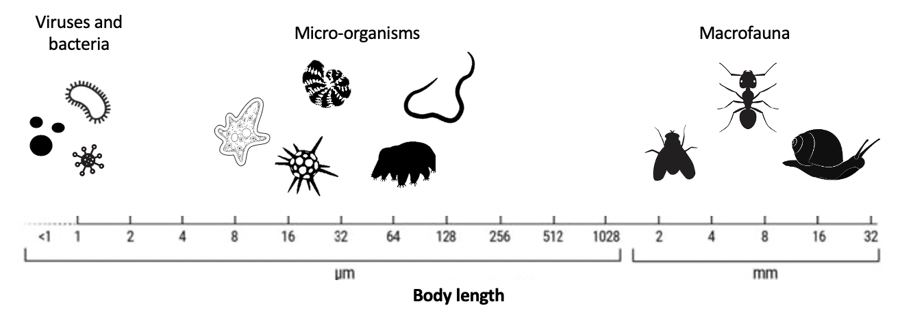 Relative body size and major size classifications. Figure courtesy of Gabrielle Stedman