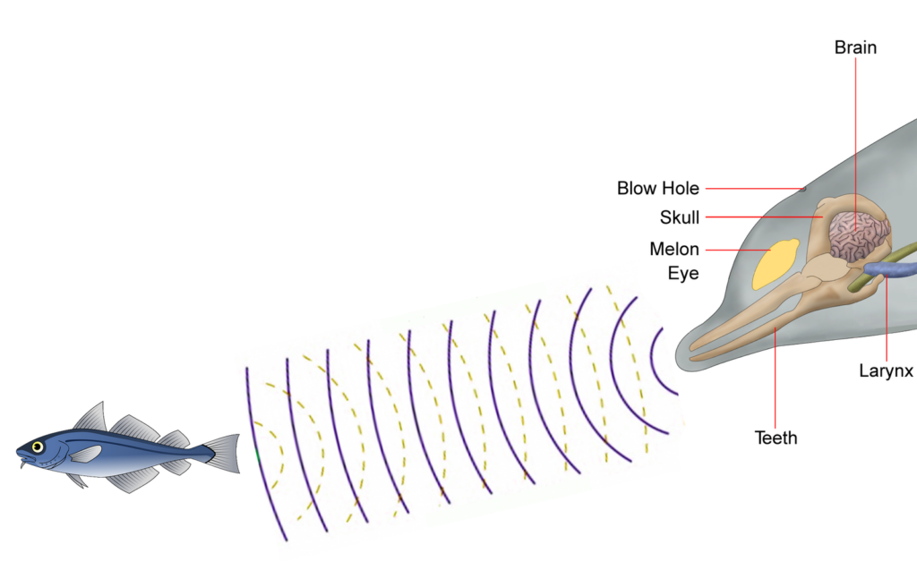 The view from a sperm whale’s nose – oceanbites