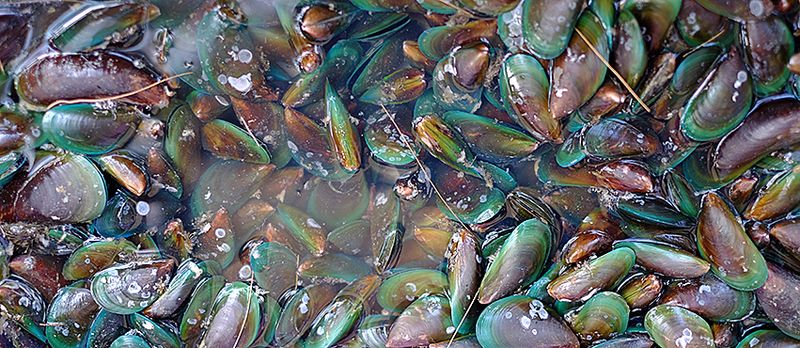 A bunch of Asian green mussels where some are submerged and water and others are exposed to the air.