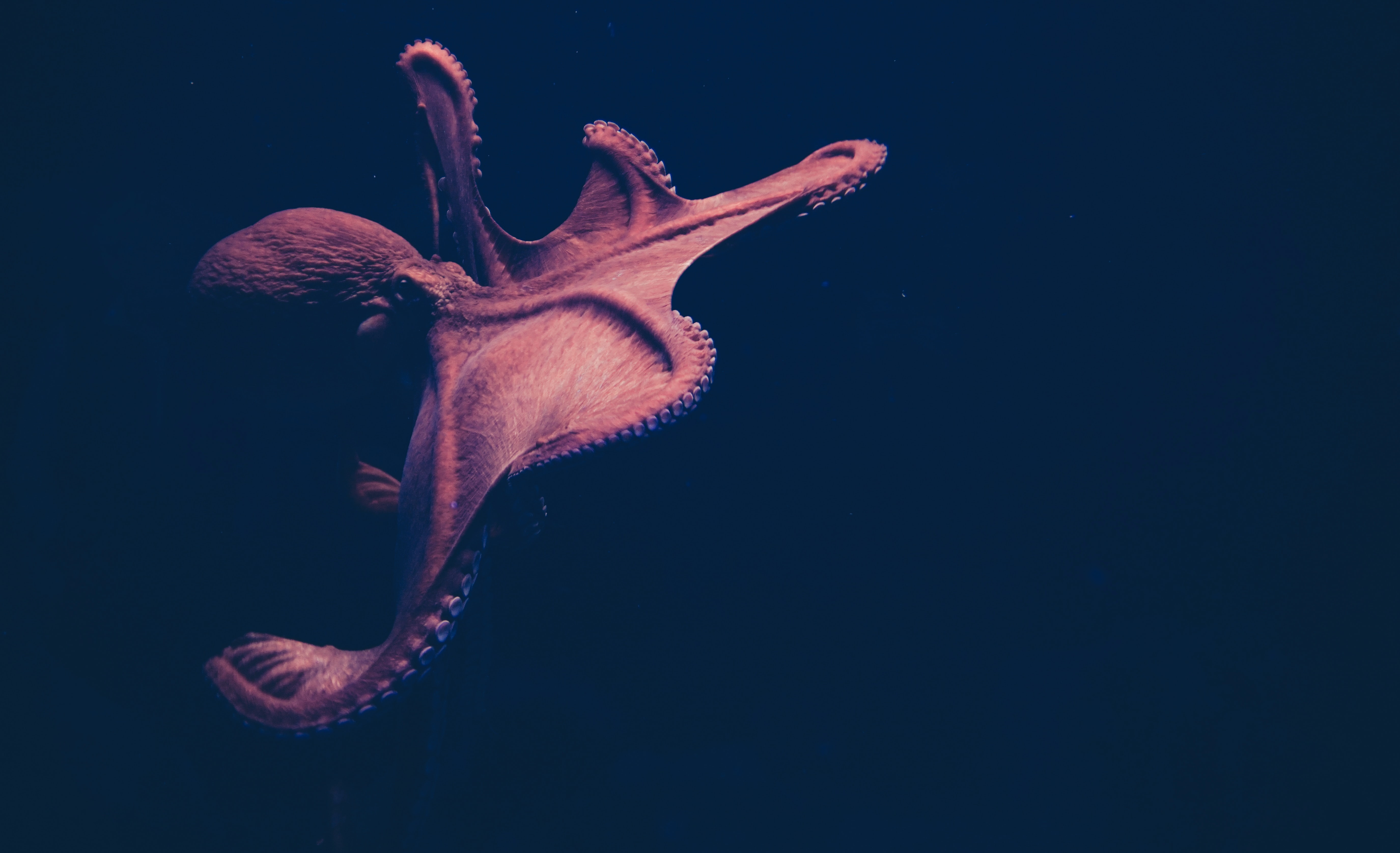 How does an octopus decide what to eat?
