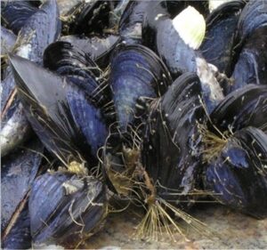 Mussels with their byssal threads attached to the ground and other mussels.