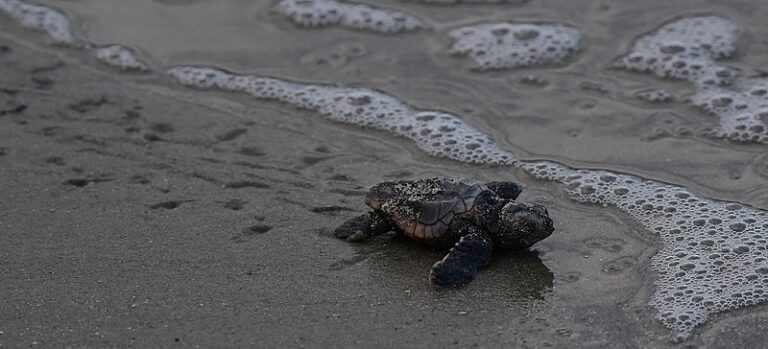 Virtual Sea Turtles: Predicting the Movement of Hatchlings at Sea ...