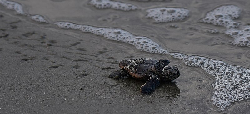 A loggerhead sea turtle hatchling crawling in the sand towards the water.