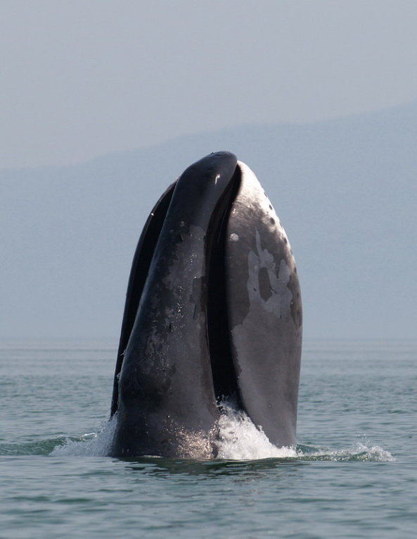 Bowhead Whales Threatened by a ‘Killer’