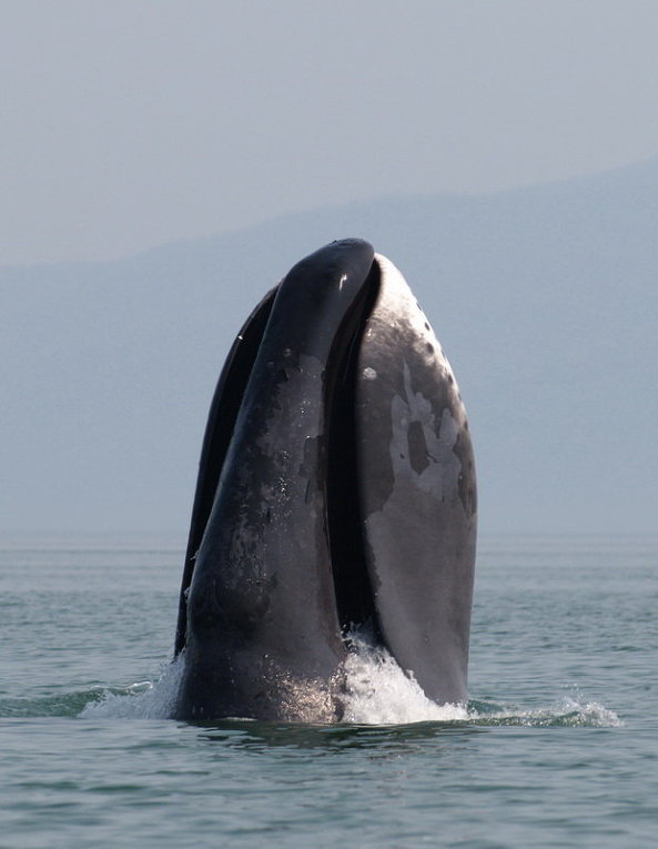 Bowhead Whales Threatened by a ‘Killer’ – oceanbites