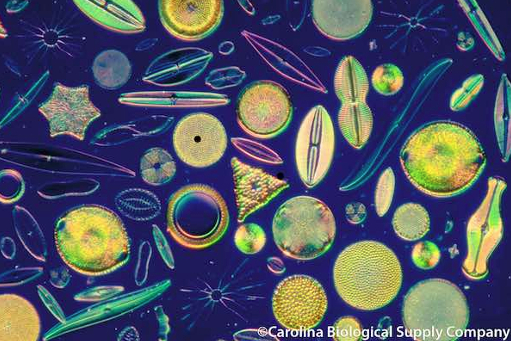 Around the world on a quest for diatoms