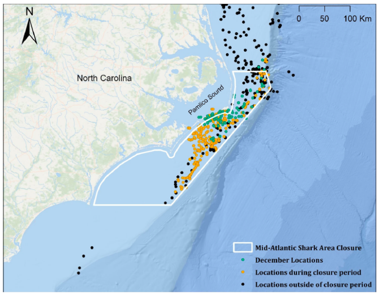 Homing in on a hammerhead’s range – oceanbites