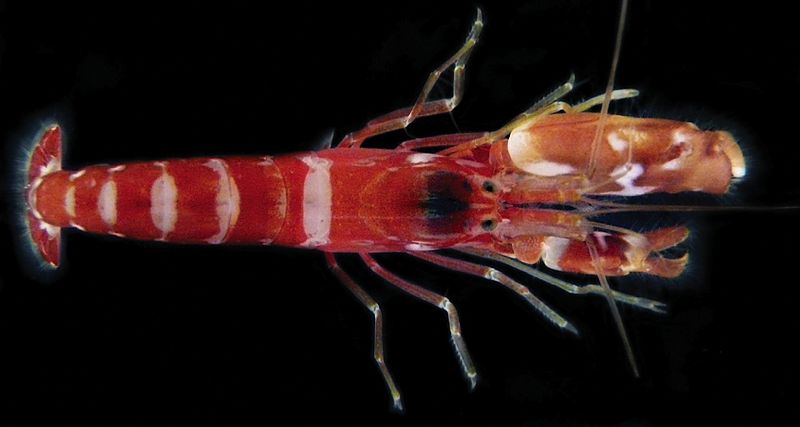 Underwater musicians: estimating health of an estuary using sound