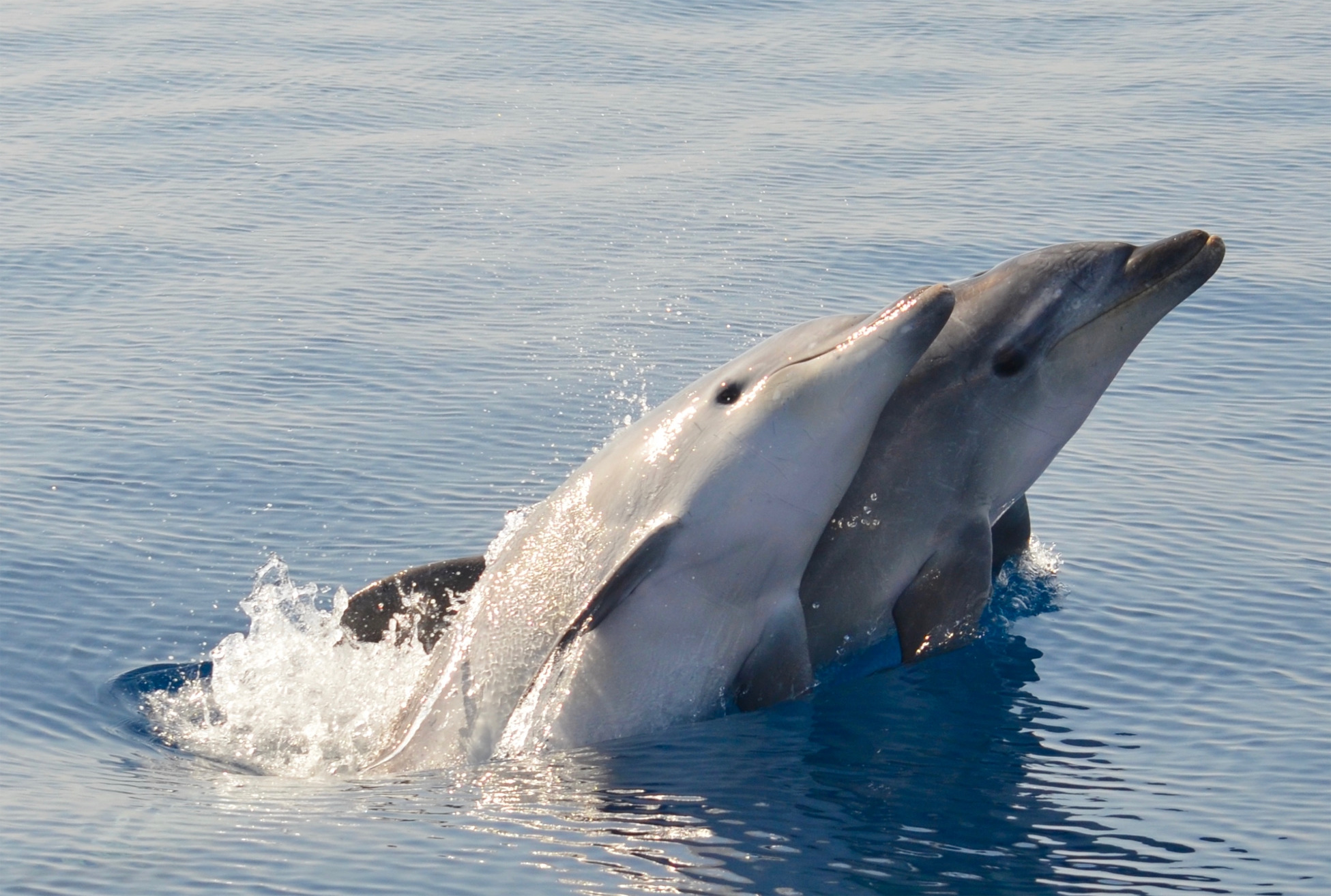 Where s That Accent From Dolphins From Different Seas Talk In Different Whistles Oceanbites