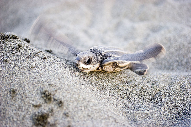 A leatherback sea turtle hatchling.