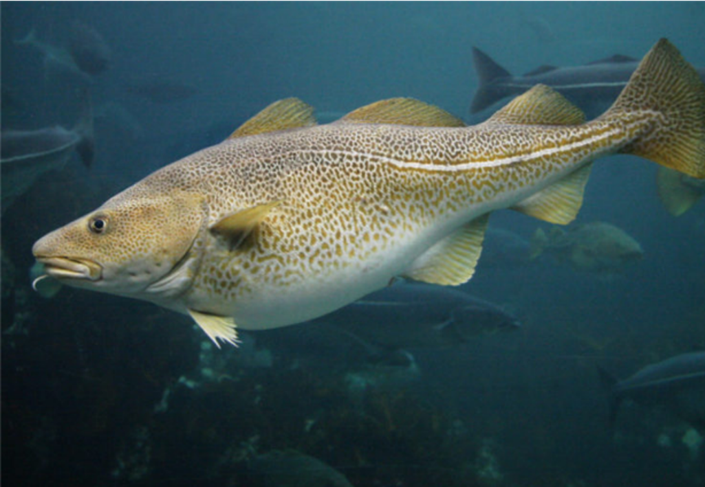 Figure 1: Atlantic cod. Image source: https://www.turners-seafood.com/2014/08/know-your-seafood-north-atlantic-cod/