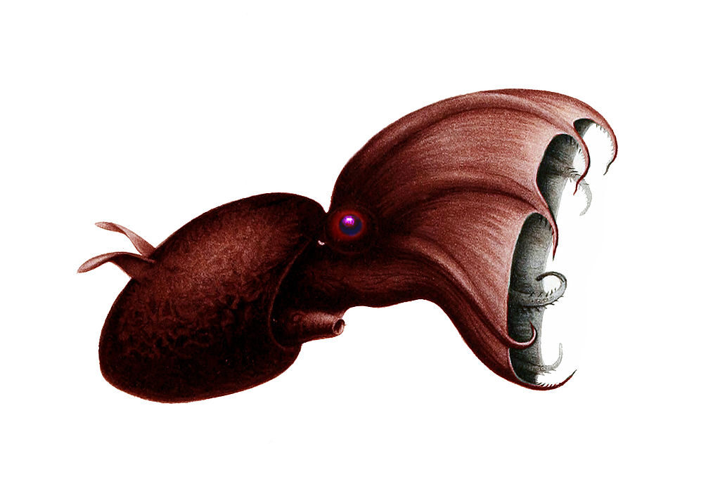 Image of a vampire squid.