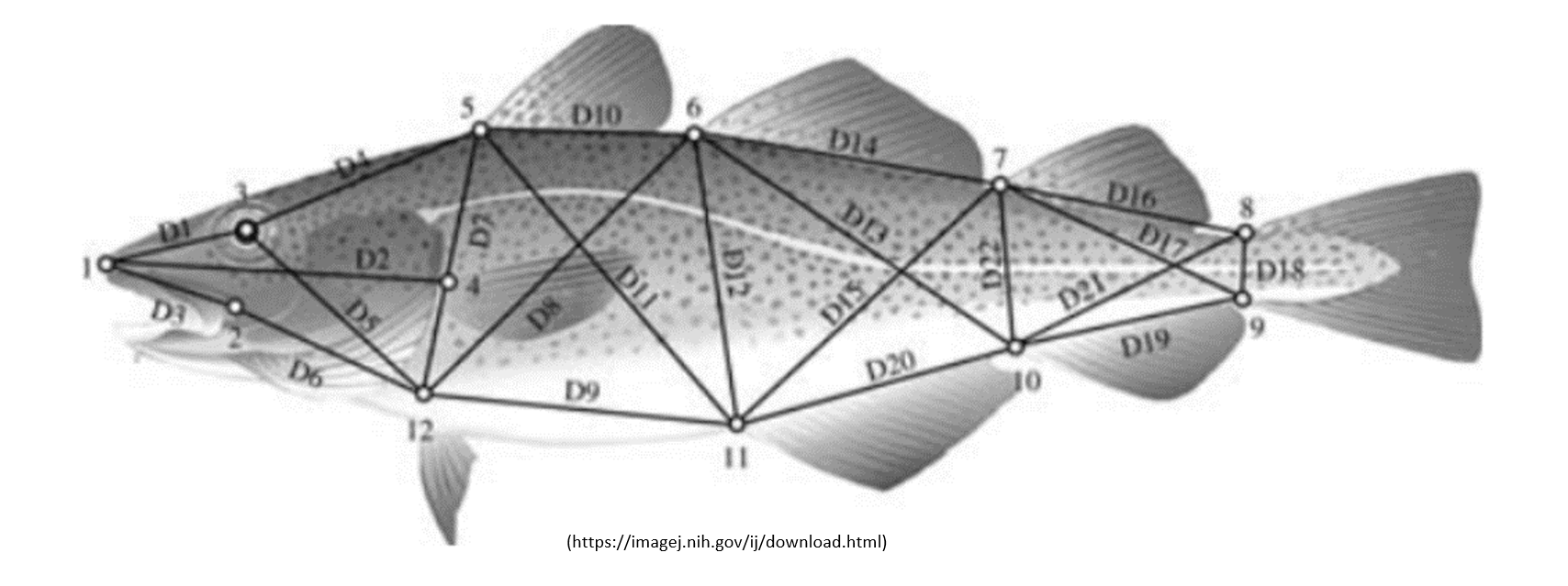 Figure 3: ImageJ with 12 points and 24 segment measurements.