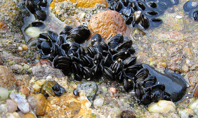 Blue Mussels Face a Dual Dilemma When their Microscopic Gill Hairs Slow Down