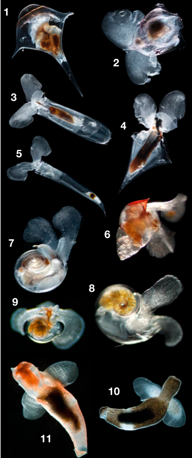 A shell of a ride: Pteropod survival through past mass extinction events and insights into present climate change