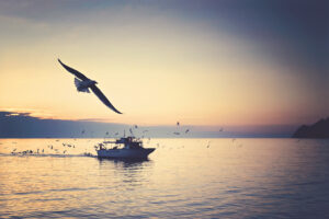 boat on ocean in sunset with bird above