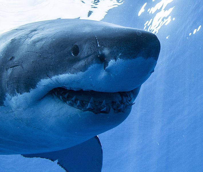 An up-close view of a great white shark's head.