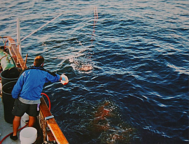 A person is dumping chum into the ocean. You can see the fish blood on the surface of the water.