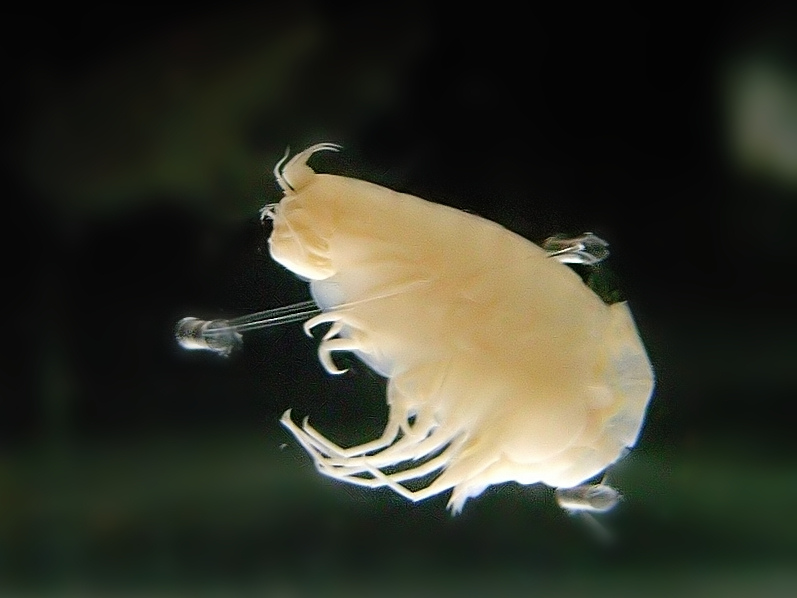 Under pressure: Amphipod uses aluminum to survive in the deep sea