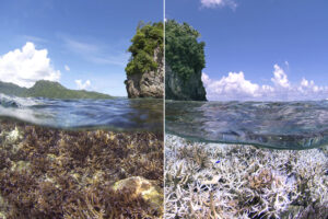 Predicting the future of coral reefs is complicated by human