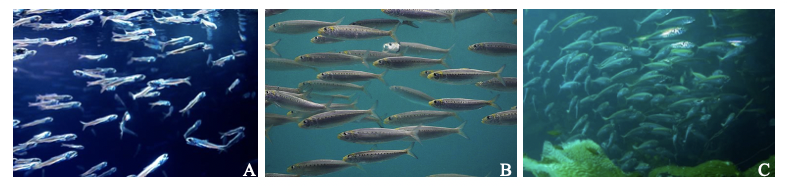 How to catch a dead fish: using eDNA to reconstruct past fish abundances