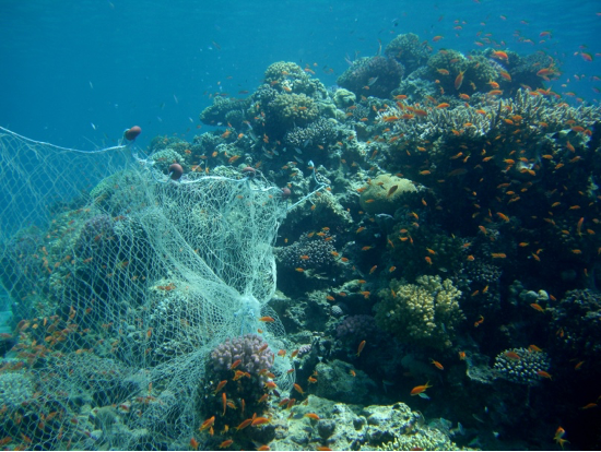 Don't get ~tide~ down: Are biodegradable nets a good solution to