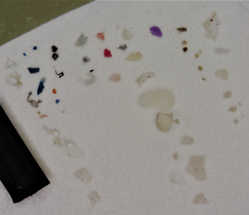 Types of microplastics (small plastics) that can be found in the ocean. They can vary in size, shape, and color. Some of the plastics shown here are blue, transparent, and purple.