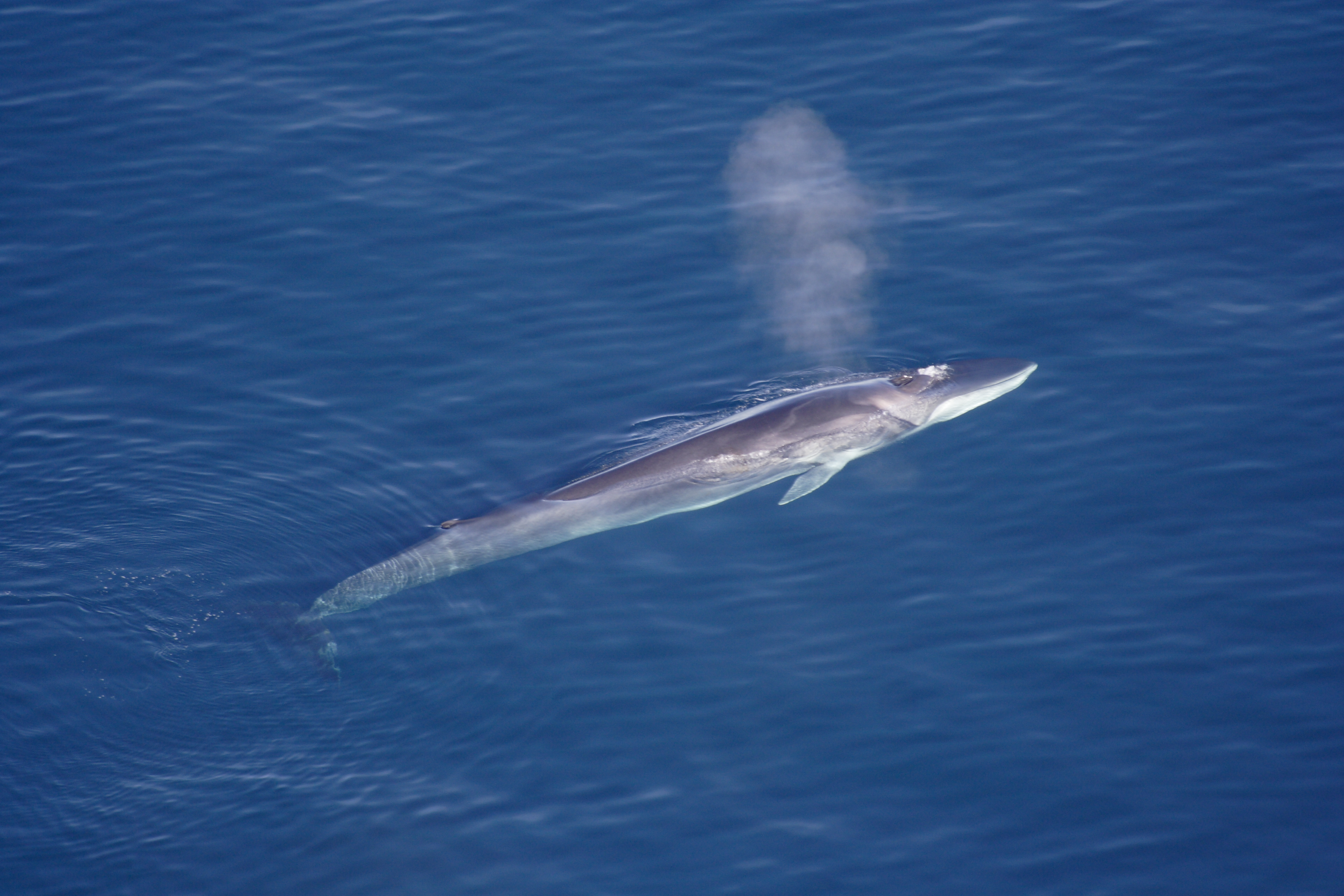 Surprising fin whale songs in Hawaii