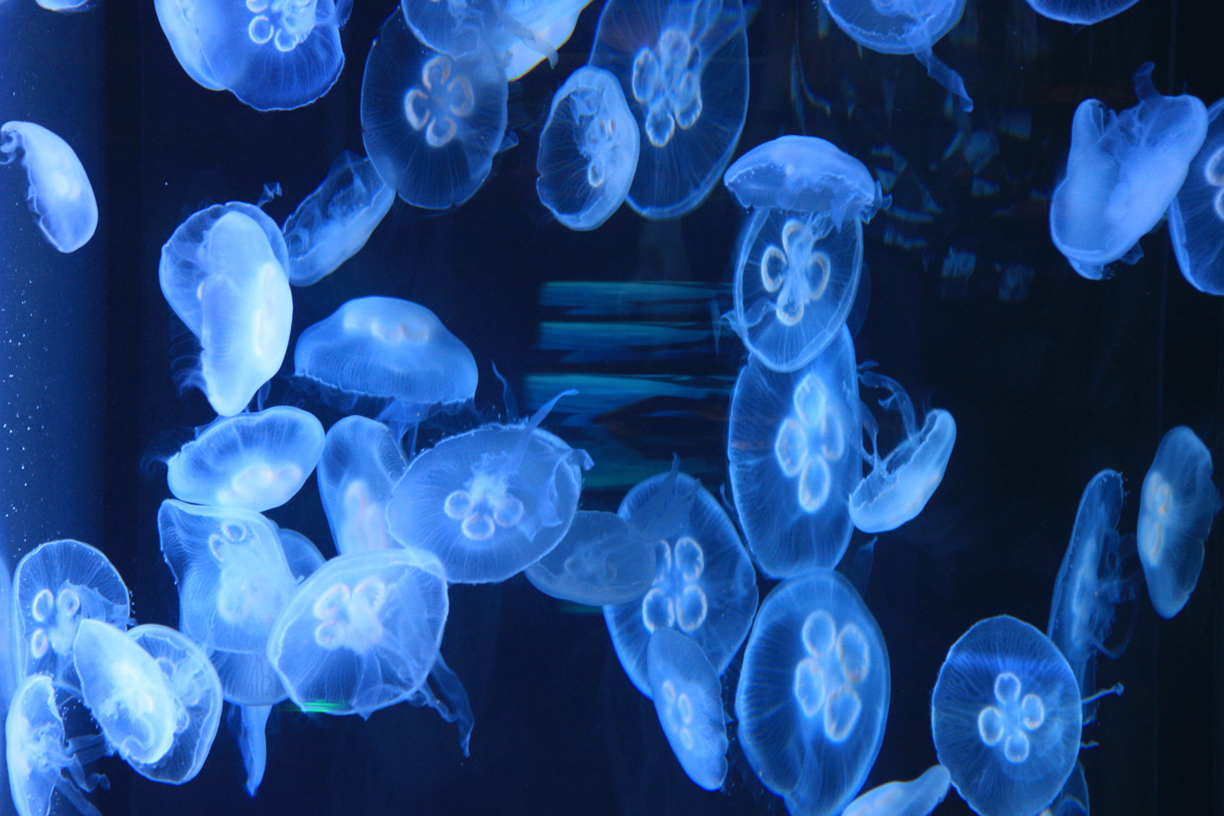 Do pesticides negatively affect moon jellyfish?