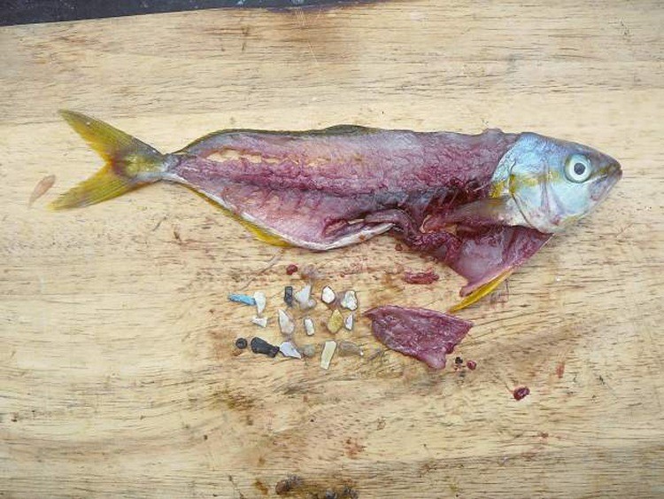 A fish is cut open to reveal the contents of its stomach. Most of what was found is plastic debris.