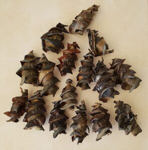 Sixteen Port Jackson shark egg casings are displayed. The egg casings are dark brown to black in coloration and spiraled.