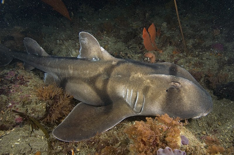 A grey, striped shark rests on the seafloor.