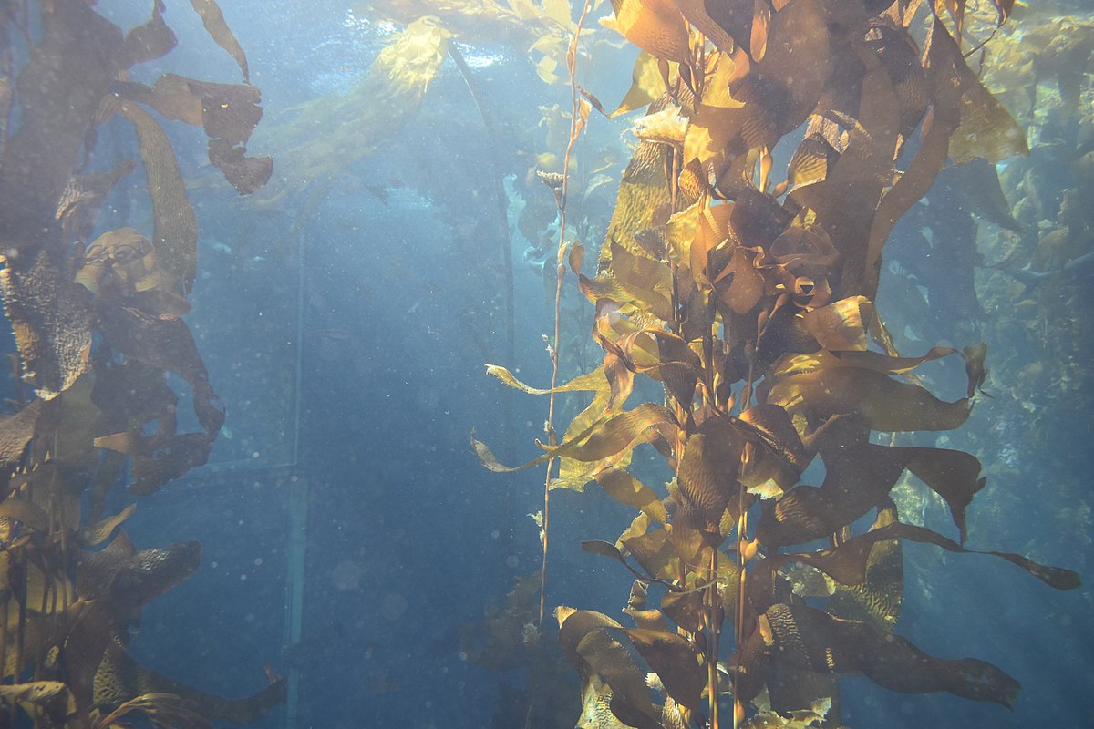 Missing the (Kelp) Forest for the Trees: An Overlooked Factor in Blue Carbon Storage